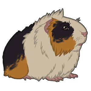 Guinea Pig